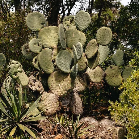 Maison De Et Jardin Botanique A 600m De La Prázdninový dům