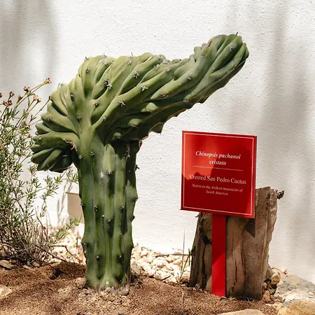 Maison De Et Jardin Botanique A 600m De La Albufeira
